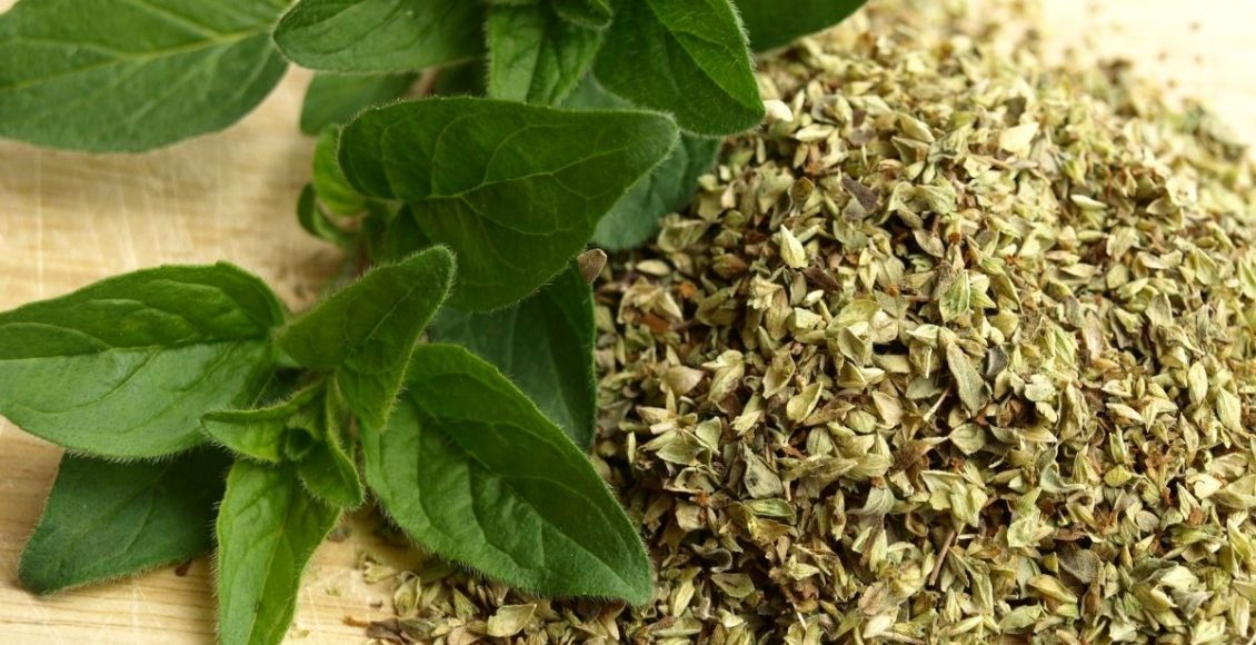 Como plantar orégano - Reprodução Canva