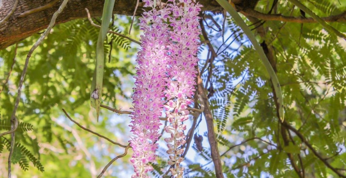 Como prender suas orquídeas em árvore usando apenas esfagno e barbante - Reprodução Canva (1)
