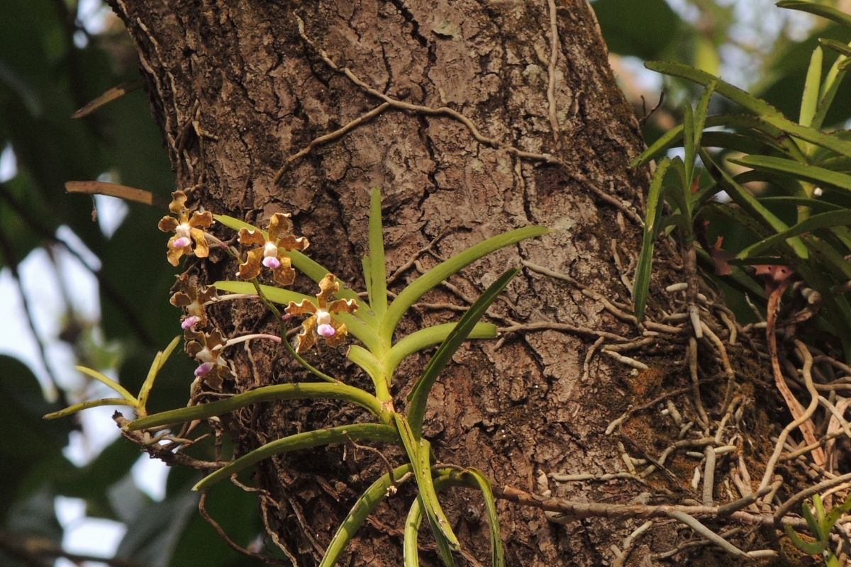 Como prender suas orquídeas em árvore usando apenas esfagno e barbante - Reprodução Canva
