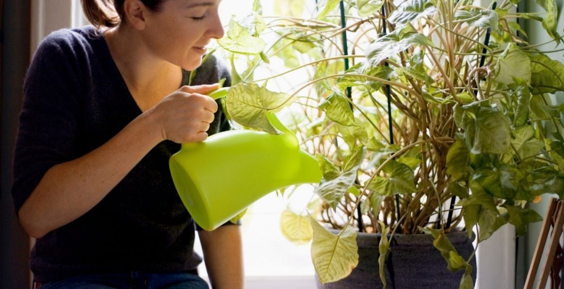 Como saber quando regar as plantas Descubra agora o momento certo - Reprodução Canva