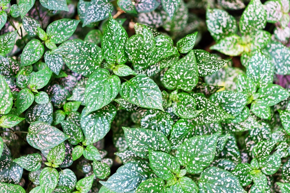 Confete conheça a planta com nome de festa, perfeita para a decoração - Reprodução Canva (1)