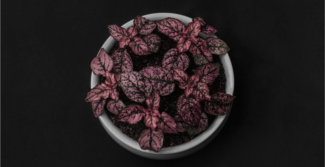 Confete conheça a planta com nome de festa, perfeita para a decoração - Reprodução Canva