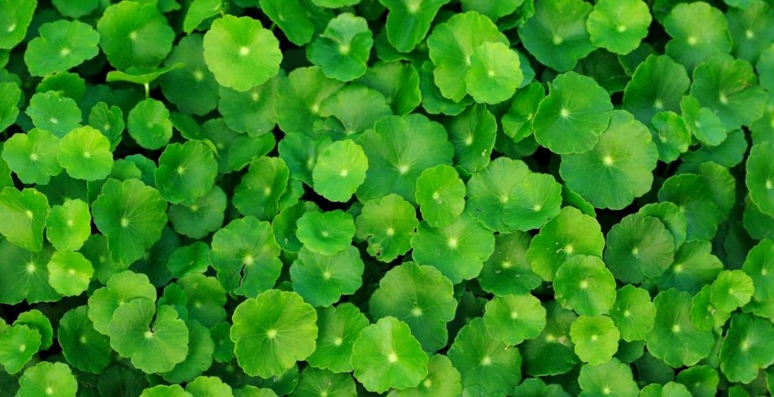 Conheça a Tostão Esmeralda uma ótima opção de planta suspensa para cultivar em casa - Reprodução Canva