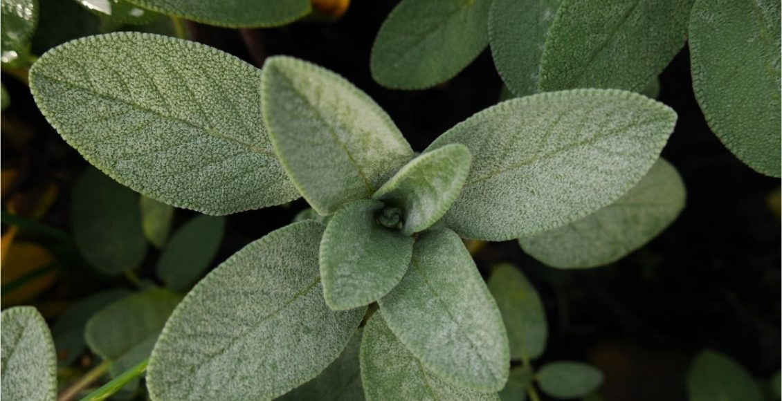 Conheça a sálvia o perfume do mediterrâneo cheio de benefícios - Reprodução Canva