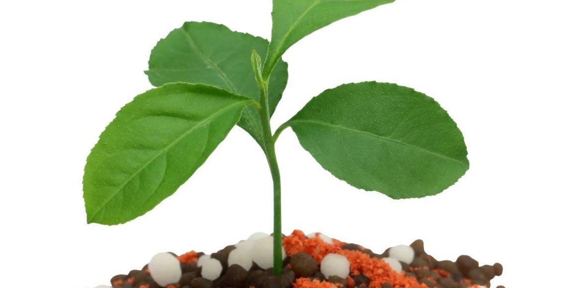 Conheça a ureia agrícola e aprenda utilizar esse poderoso adubo - Reprodução Canva (1)