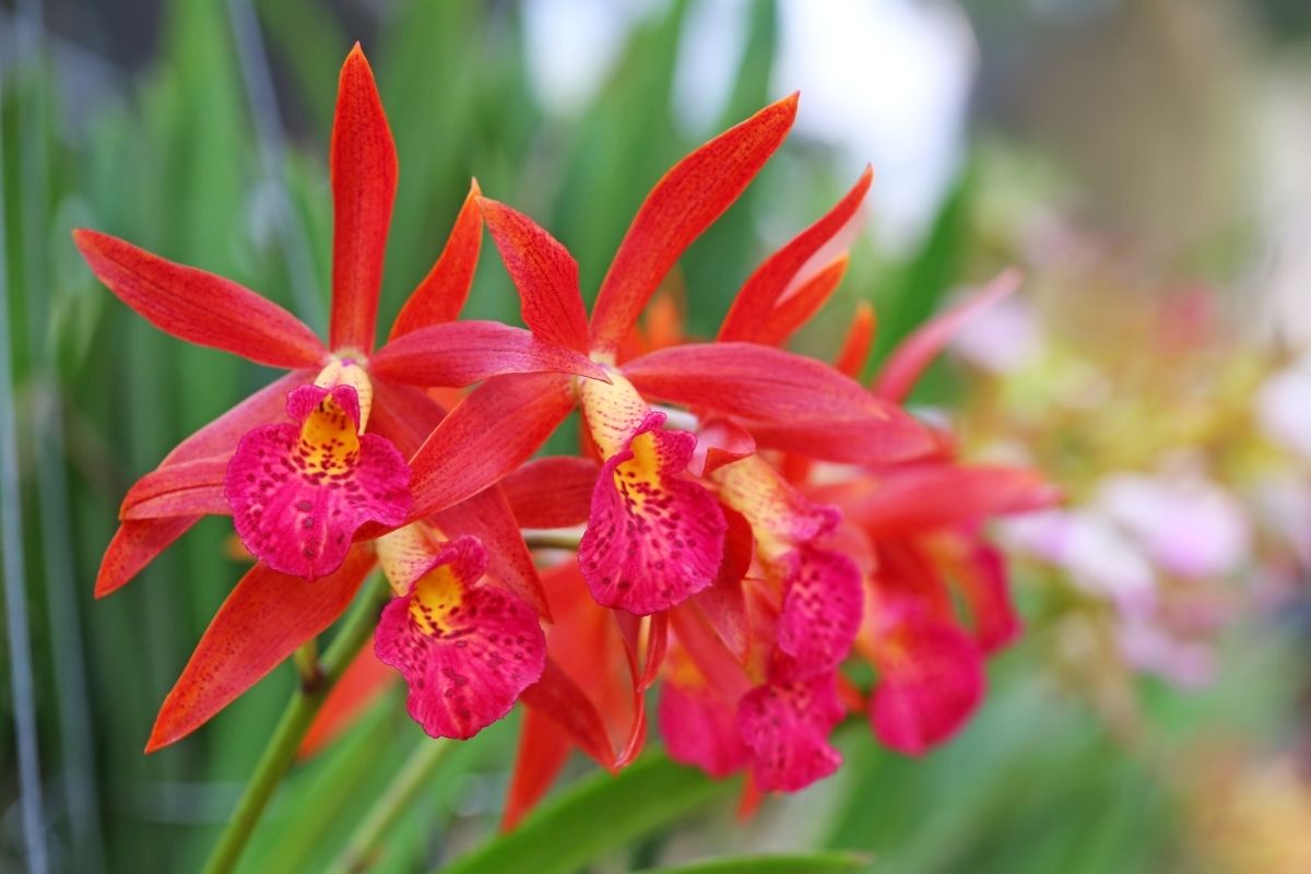 Conheça as 7 flores de jardim que são brasileiras e você não sabia - Reprodução Canva (1)