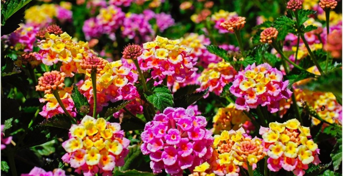 Conheça as 7 flores de jardim que são brasileiras e você não sabia - Reprodução Canva