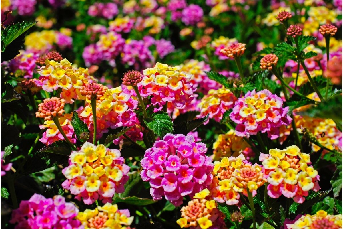 Conheça as 7 flores de jardim que são brasileiras e você não sabia - Reprodução Canva