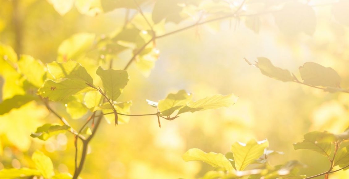 Conheça as plantas famosas por atrair boas energias para o lar - Reprodução Canva