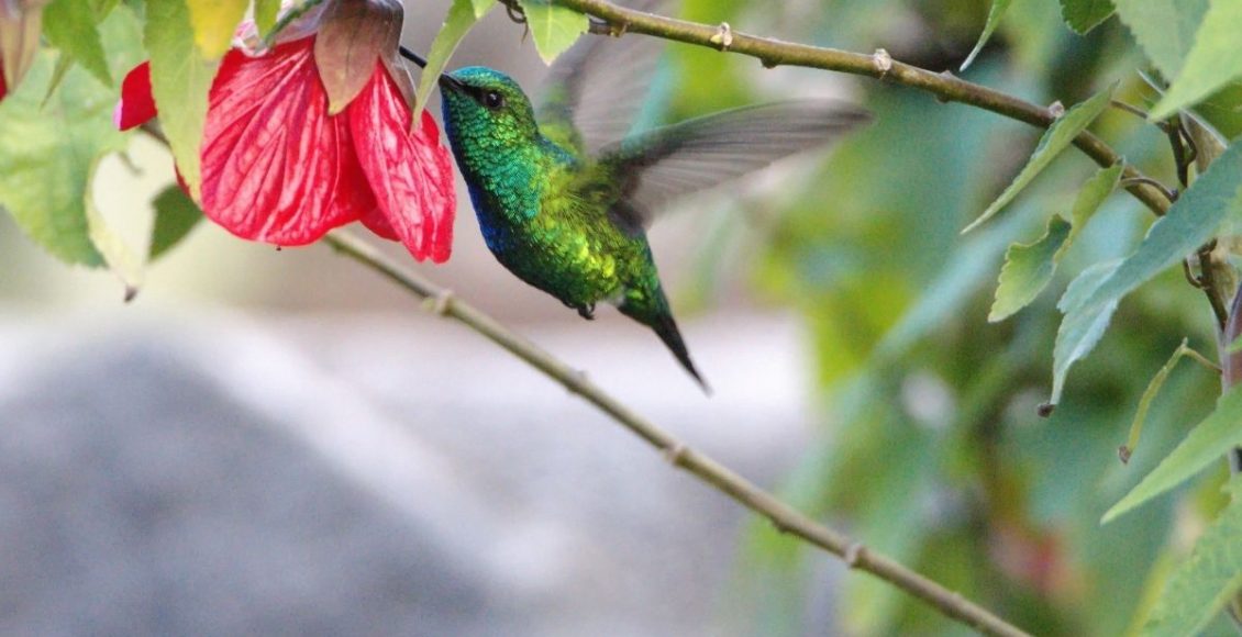 Conheça o Hibisco Colibri uma linda planta ornamental pouco conhecida - Reprodução Canva (1)