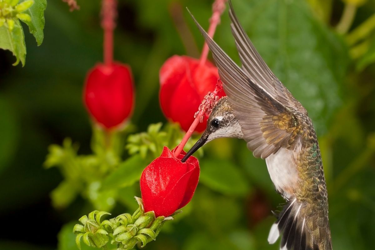 Conheça o Hibisco Colibri uma linda planta ornamental pouco conhecida - Reprodução canva