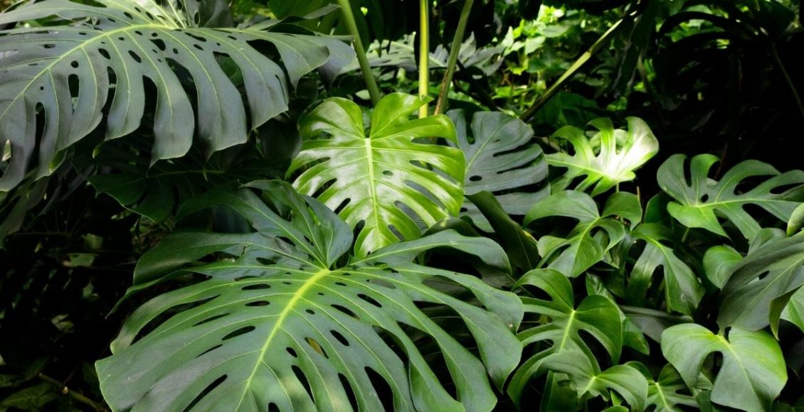 Costela-de-adão: aprenda como cuidar dessa espécie agora mesmo - reprodução: Canva