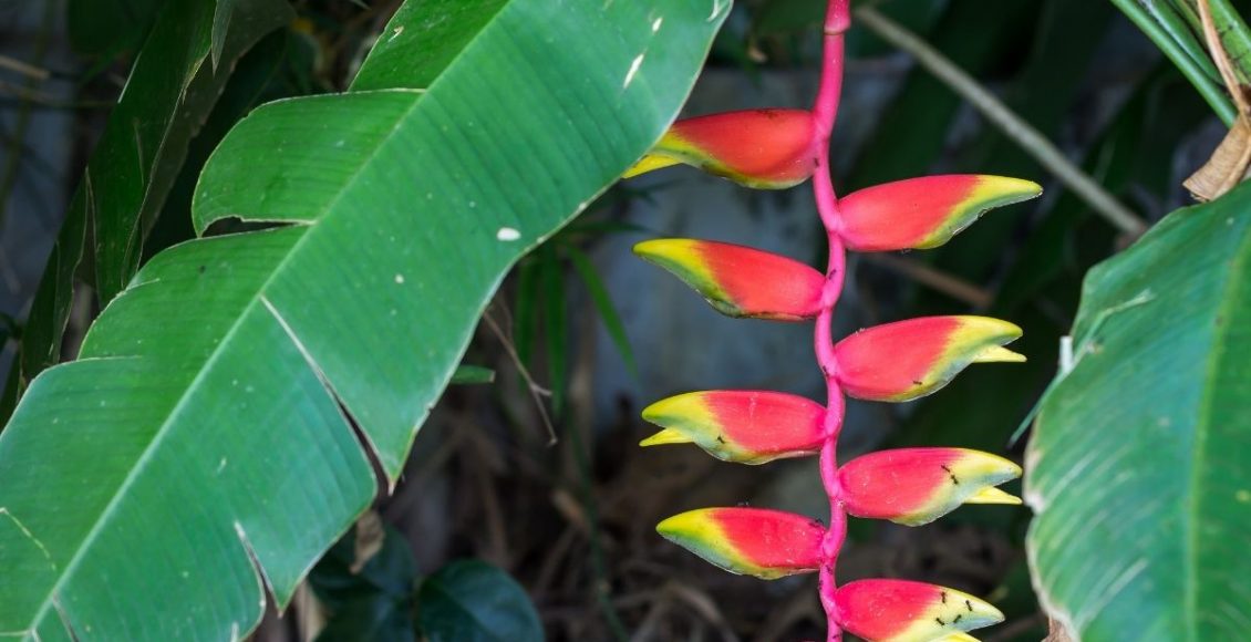 Helicônia: aprenda como cuidar dessa planta exótica e muito atrativa - reprodução: Canva