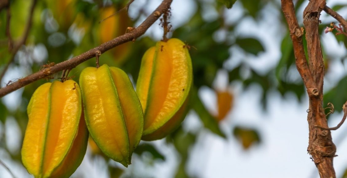 Conheça os benefícios da carambola, essa fruta tão exótica - reprodução: Canva