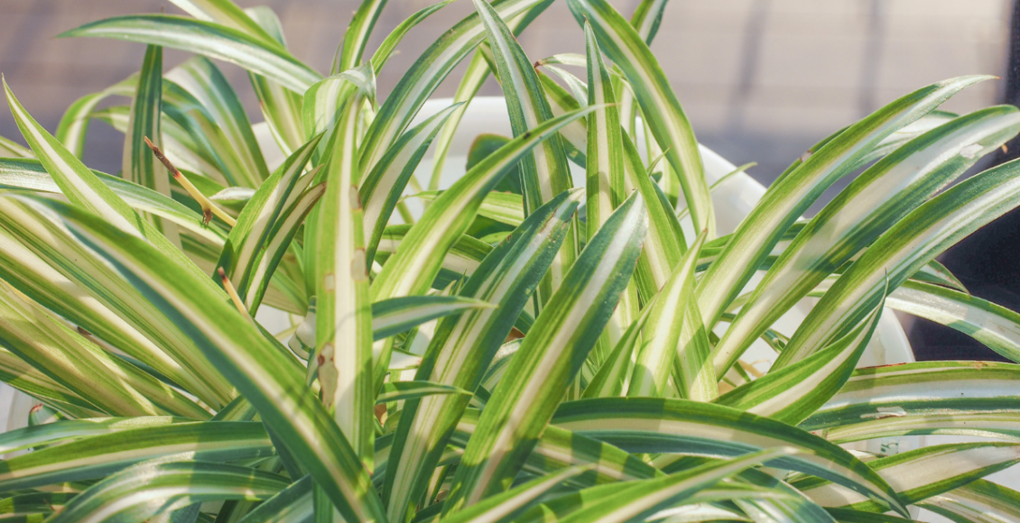 Clorofito: conheça e cultive essa planta de folhas e charme longos (Canva/Reprodução)