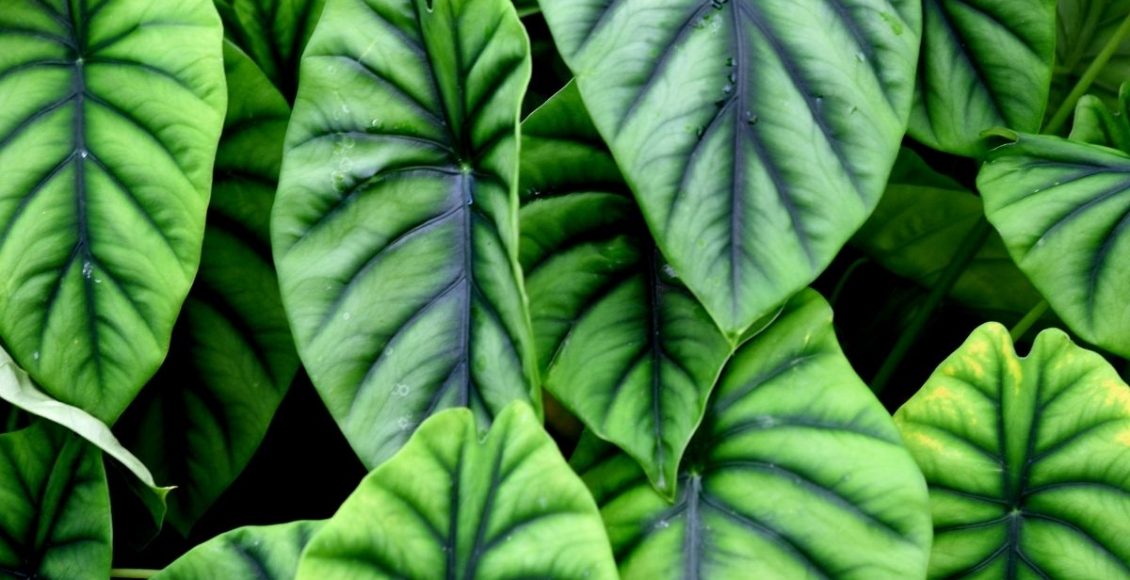 Pulmão-de-aço: conheças as curiosidades dessa planta - reprodução: Canva