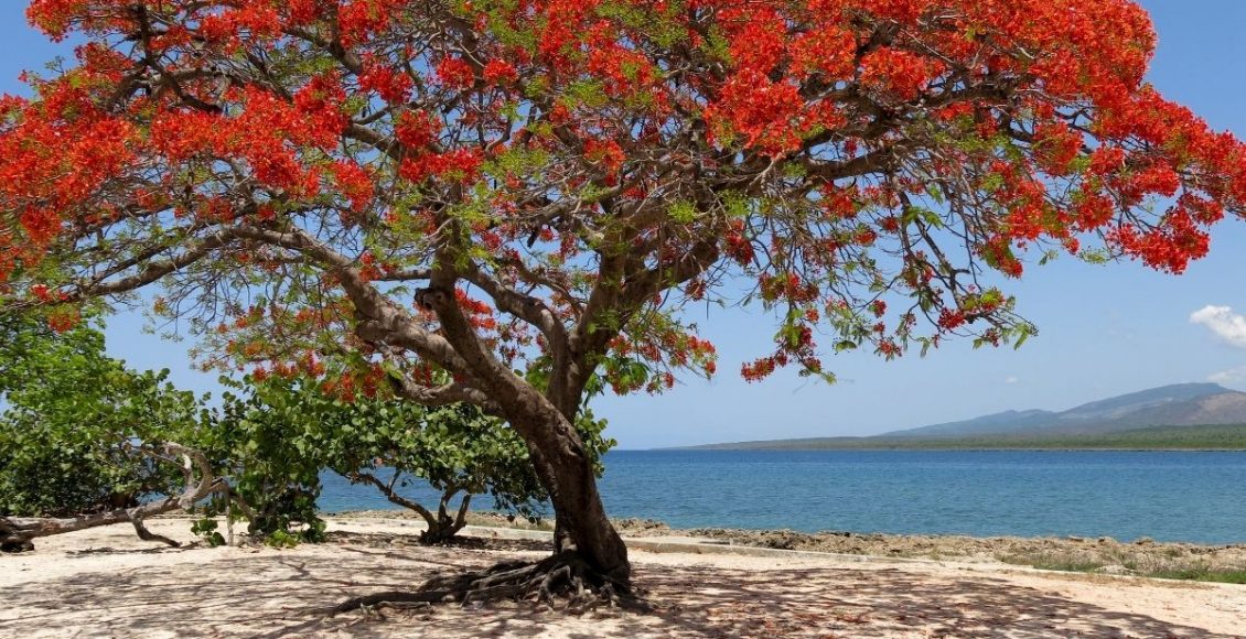 Flamboyant: saiba todas as curiosidades dessa árvore bonita, porém exótica - reprodução: Canva