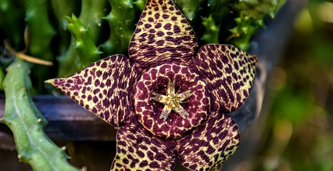 Órbea: conheça as curiosidades do plantio dessa espécie - reprodução: Canva