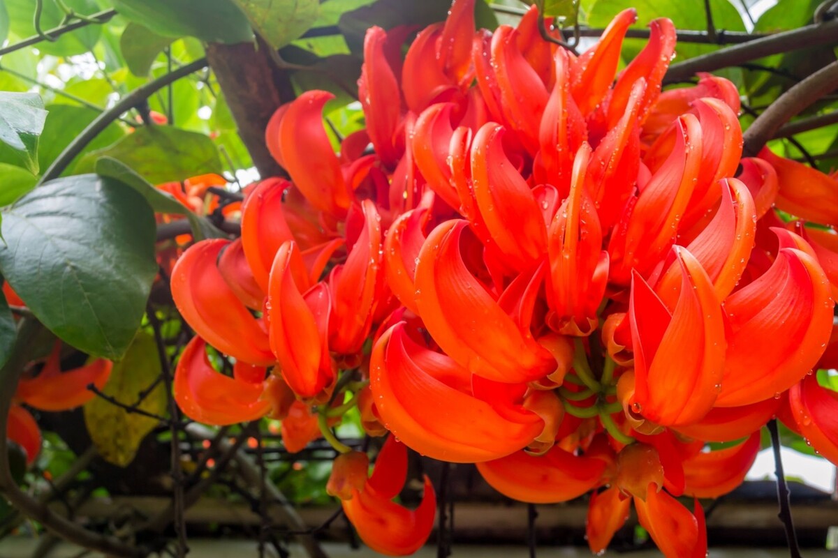 Jade vermelha: saiba como cuidar dessa planta trepadeira com as melhores dicas - Fonte Canva