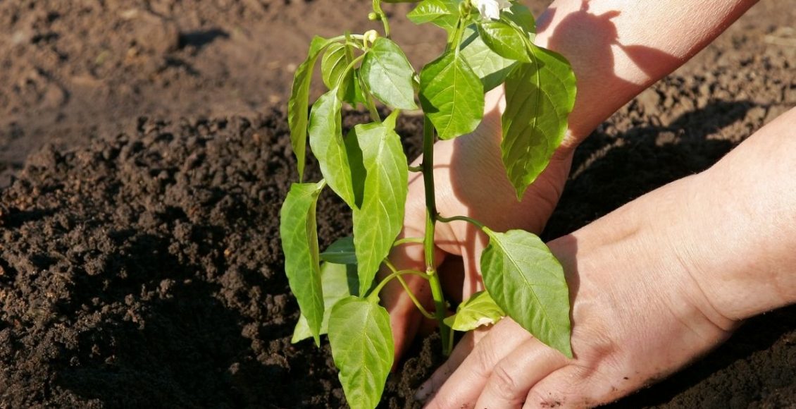 Saiba como plantar pimenta em casa de um jeito simples; - reprodução: Canva