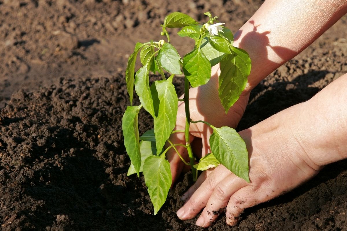 Saiba como plantar pimenta em casa de um jeito simples; - reprodução: Canva