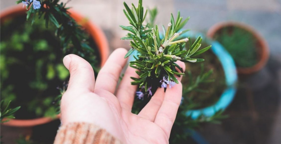As dicas de ouro para o cultivo do alecrim: não erre nunca mais - Reprodução Canva