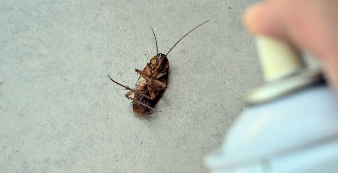 Dica para afastar formigas, baratas e traças com uma misturinha utilizando 3 ingredientes - reprodução do canva