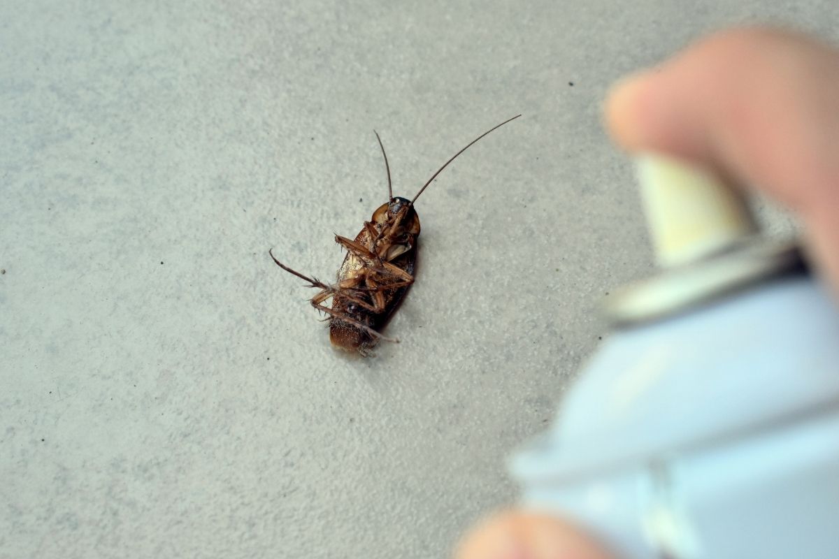Dica para afastar formigas, baratas e traças com uma misturinha utilizando 3 ingredientes - reprodução do canva
