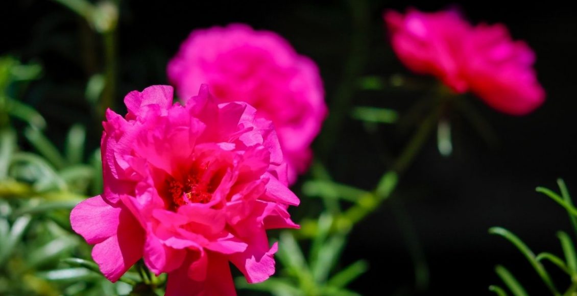 Onze-horas: conheça essa linda espécie que vai deixar seus dias ainda mais colorido; - reprodução: Canva