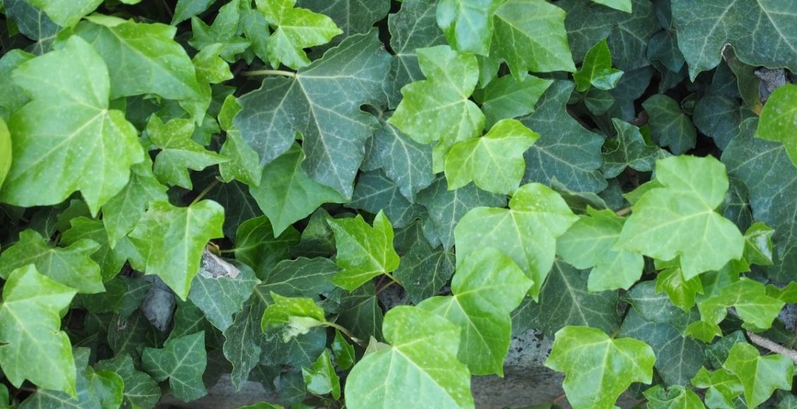 Hera: saiba como utilizar essa planta na sua decoração - reprodução: Canva