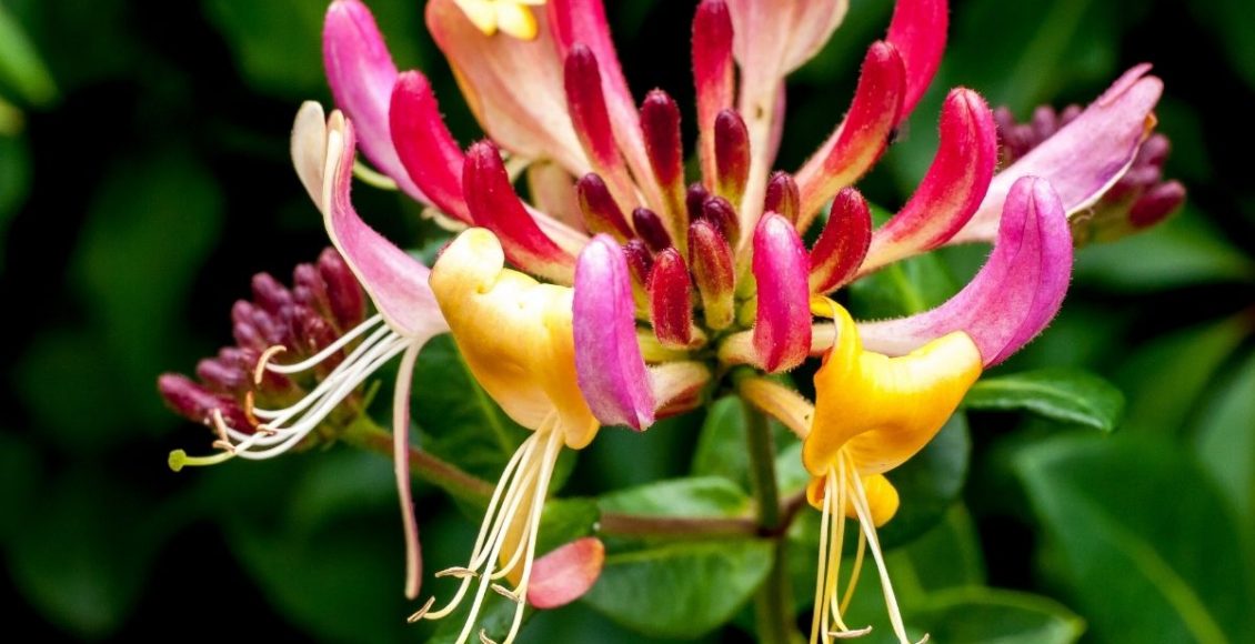 Madressilva: conheça as curiosidades dessa espécie de planta - reprodução: Canva