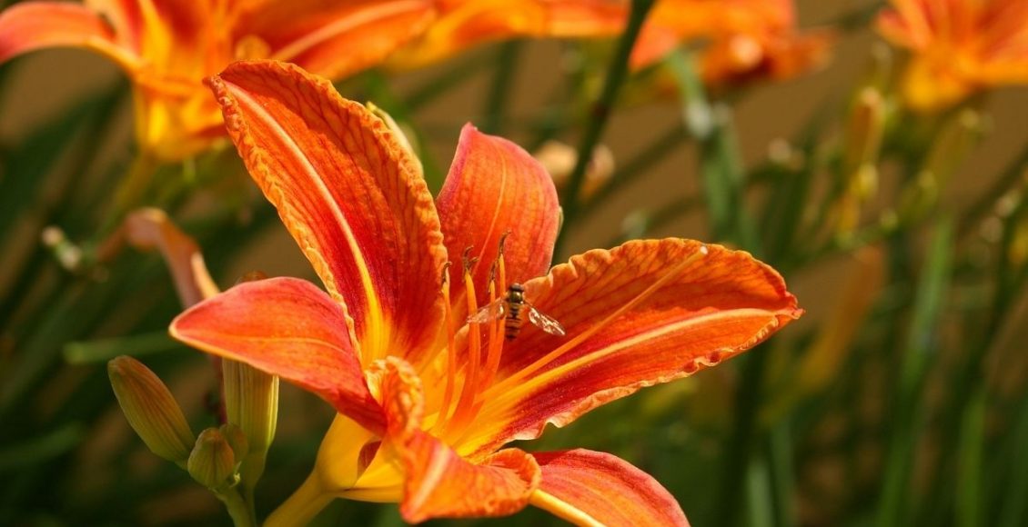 Aprenda como cuidar da hemerocale, essa planta exótica; - reprodução: Canva