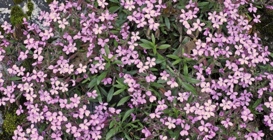 Véu-de-noiva: conheça essa planta tão charmosa e delicada - reprodução: Canva