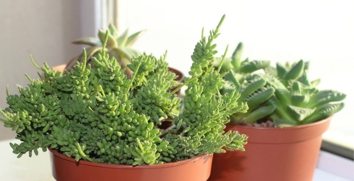 Ripsális: descubra como cuidar dessa planta - reprodução: Canva