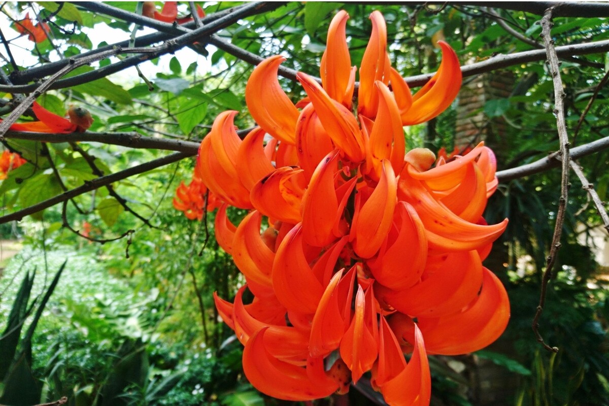 Jade vermelha: saiba como cuidar dessa planta trepadeira com as melhores dicas - Fonte Canva