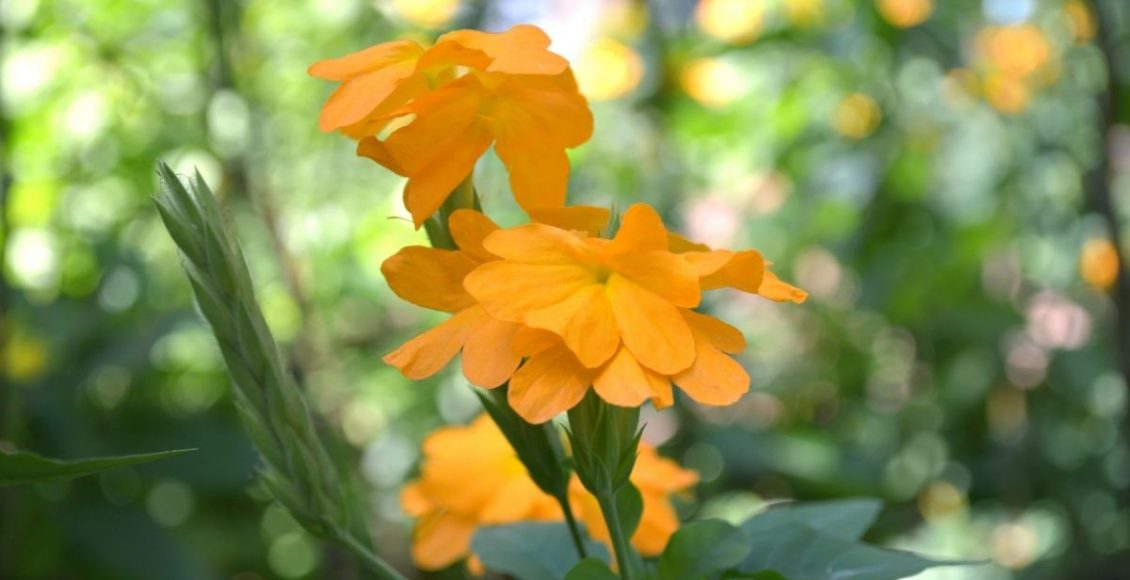 Aprenda como cultivar a crossandra do jeito correto - reprodução: Canva