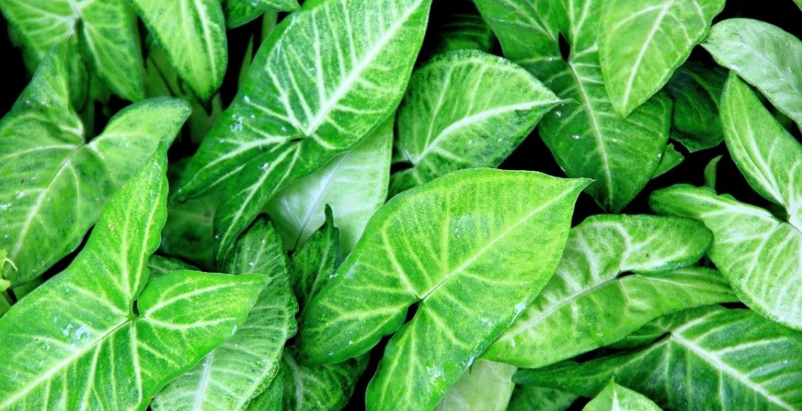 Singônio: conheça essa planta que é muito comum no Brasil; - reprodução: Canva