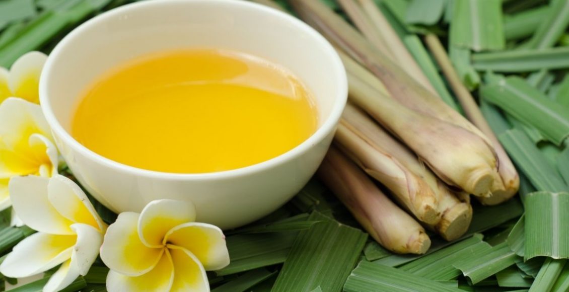 Citronela: para que serve e como utilizar todos os benefícios dessa planta - Reprodução Canva