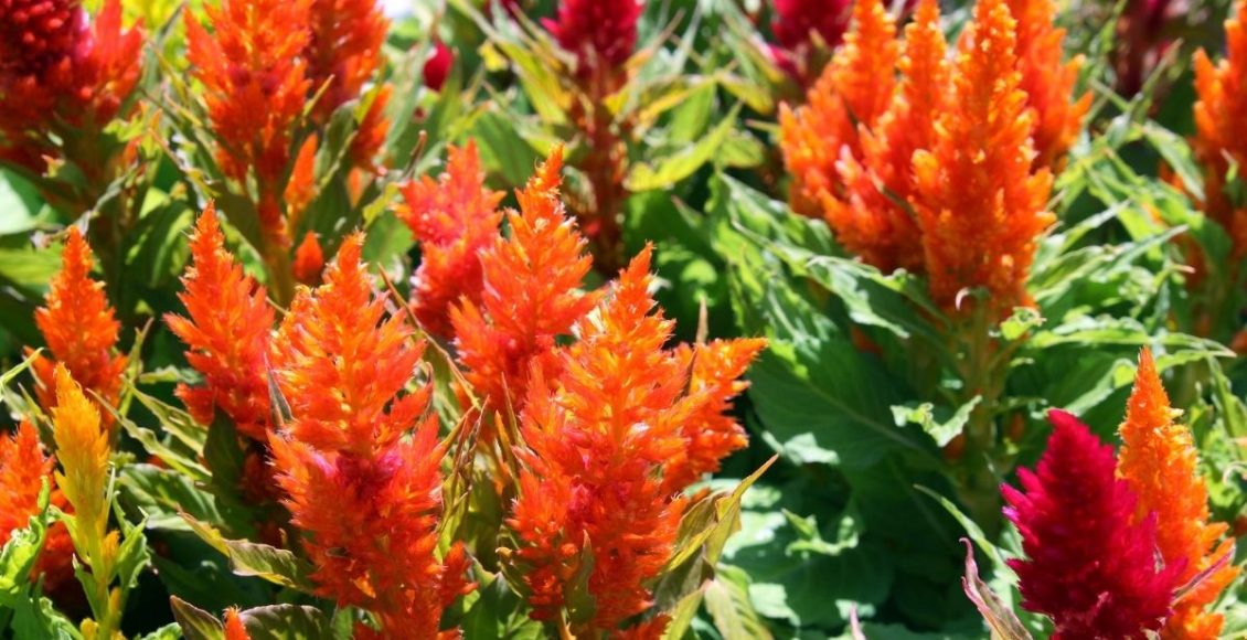 Pluma: conheça a delicadeza dessa espécie de planta - reprodução: Canva