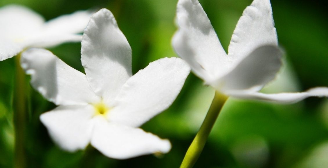 Jasmim: saiba qual tipo de planta escolher para sua decoração - reprodução: Canva