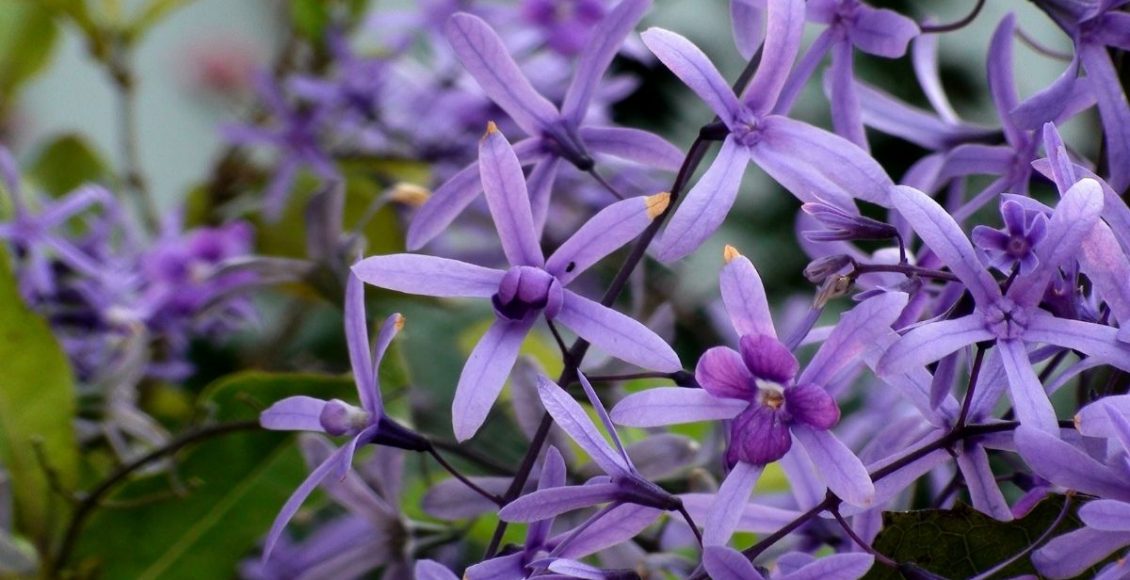 Viuvinha: conheça essa linda espécie de flores arroxeadas - reprodução: Canva