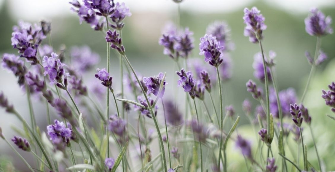 Aprenda quais os benefícios de ter a lavanda em casa - reprodução: Canva