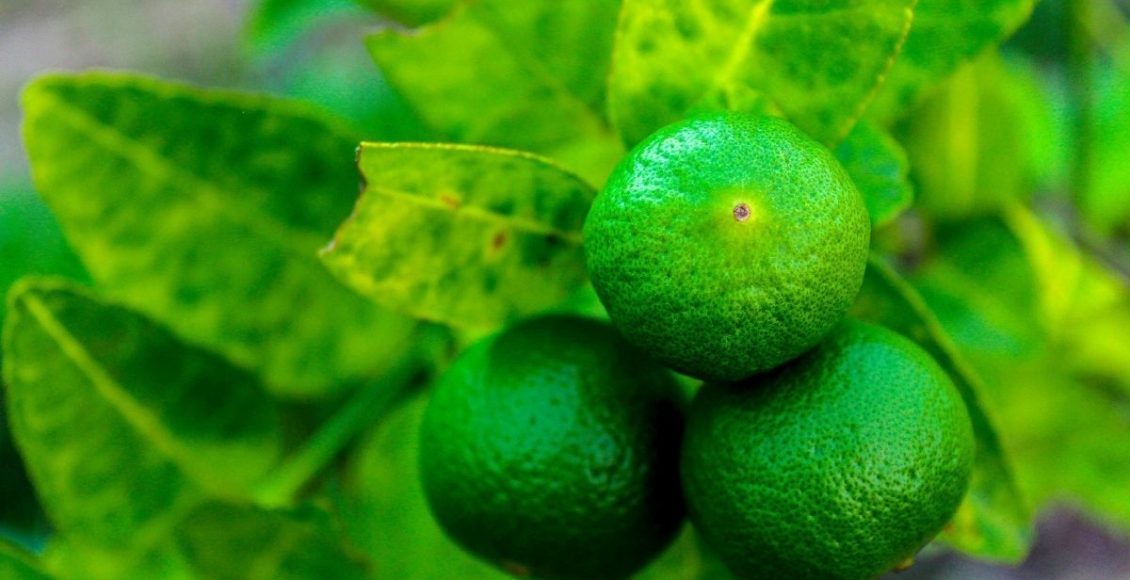 Plantar limão em xícara (Canva/Reprodução)