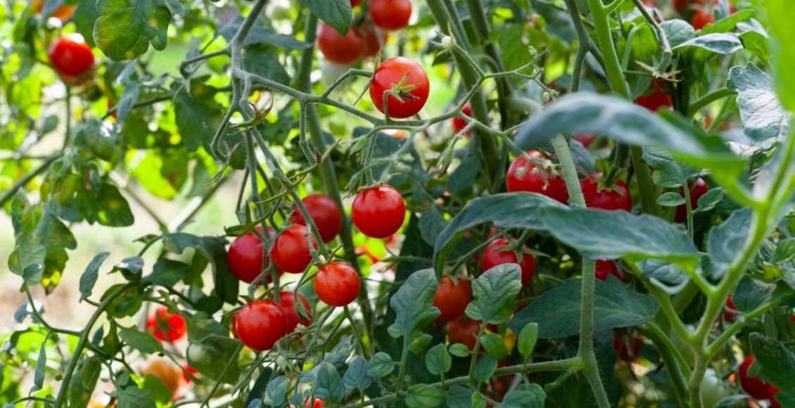 Tomate-cereja (Canva/Reprodução)