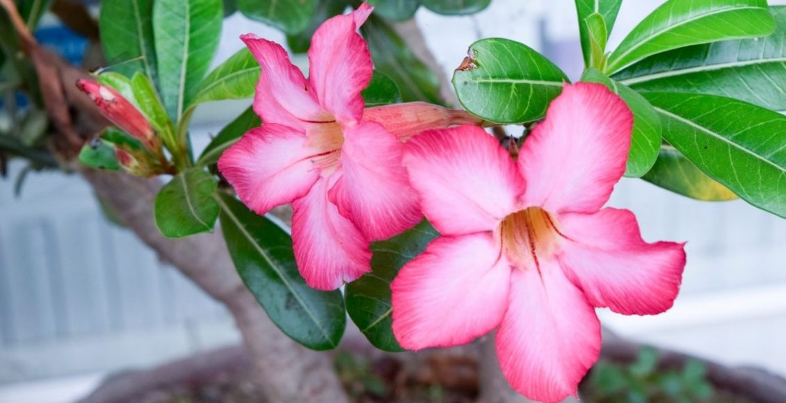 Rosa-do-deserto (Canva/Reprodução)