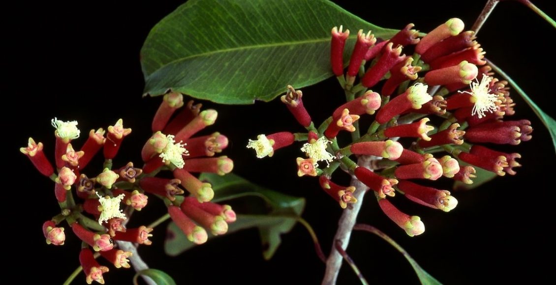 Cravo Da índia Como Plantar E Cultivar Essa Especiaria Gostosa 0072