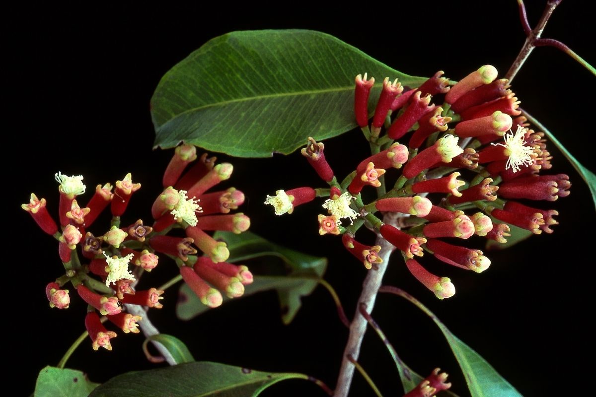Cravo-da-índia: como plantar e cultivar essa especiaria gostosa