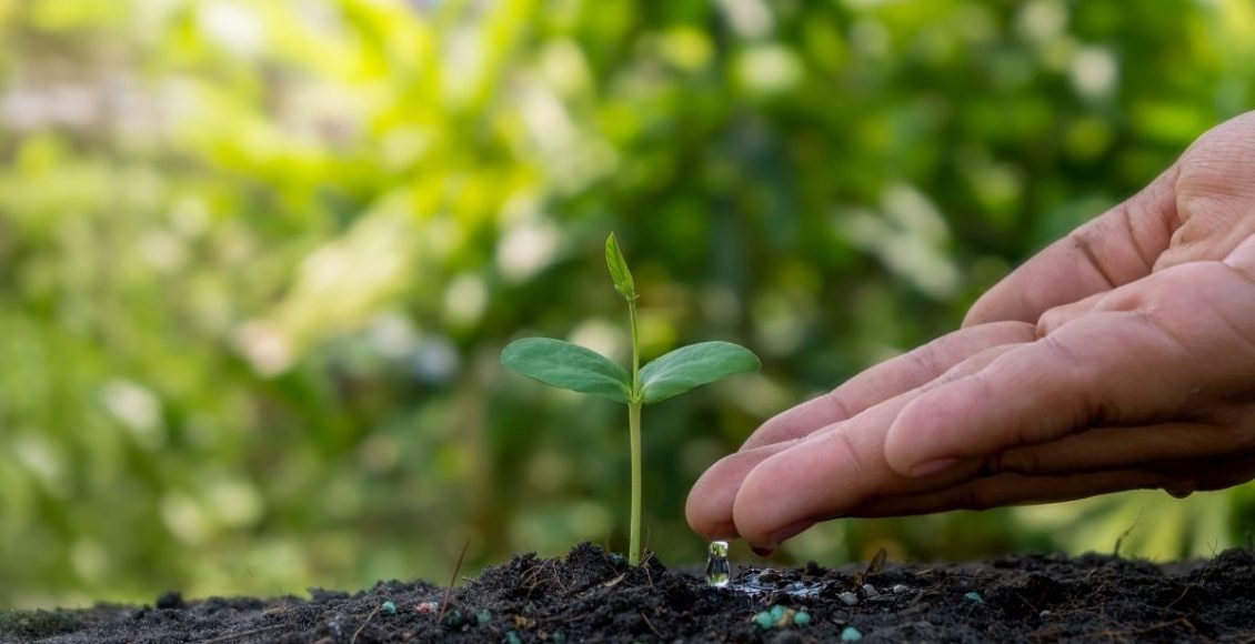 Adubo NPK orgânico caseiro: poderoso, seguro e saudável para plantas - Canva - Reprodução