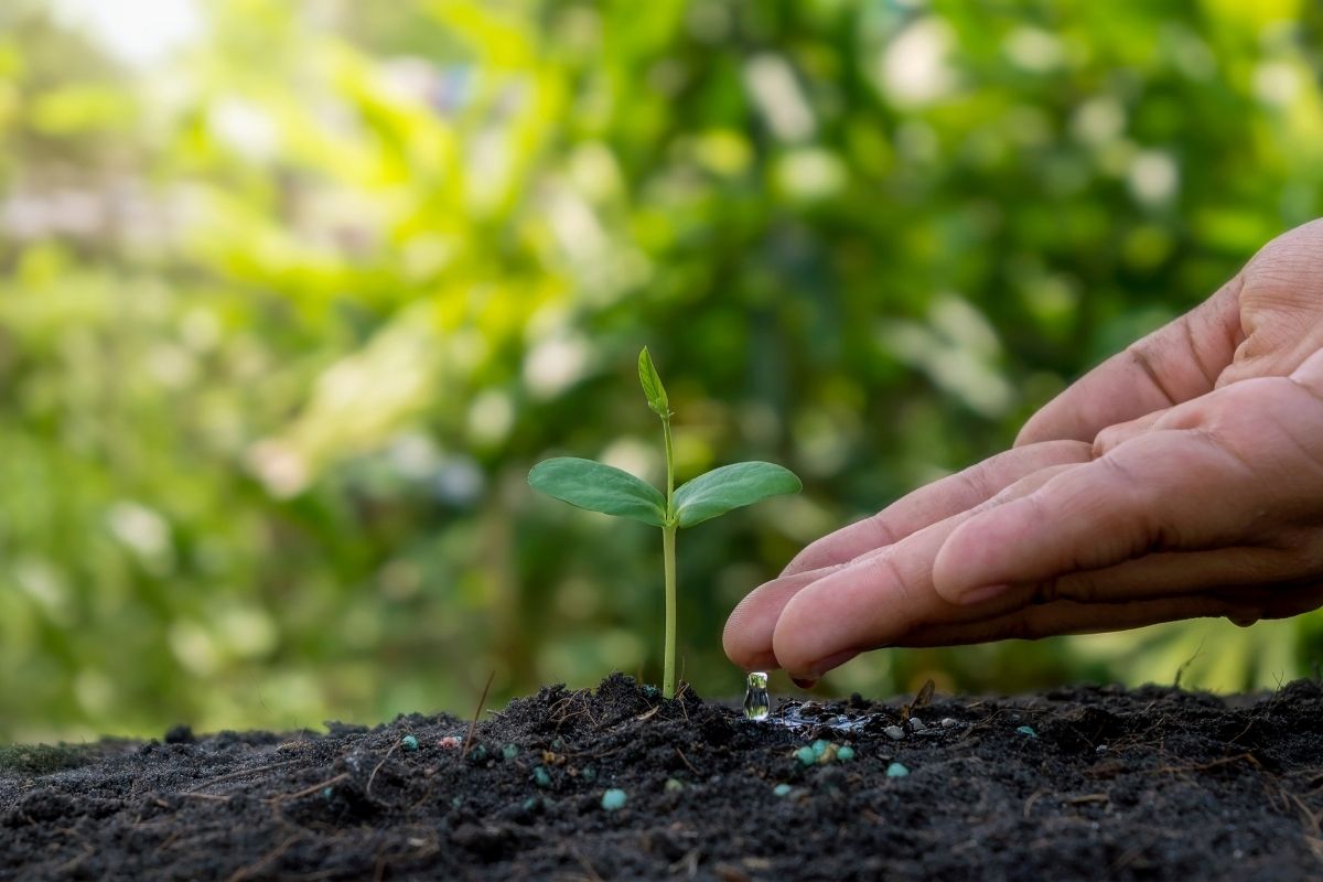 Adubo NPK orgânico caseiro: poderoso, seguro e saudável para plantas - Canva - Reprodução