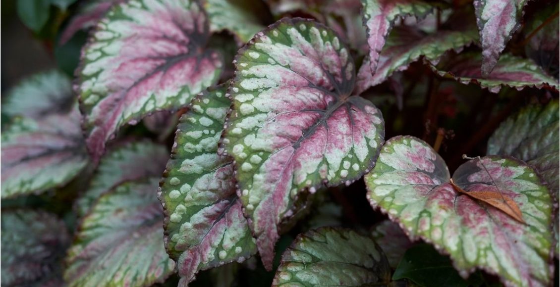 Aprenda a decorar seu apartamento com as begônias! Traga um visual mais charmoso para o seu lar - Reprodução Canva